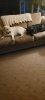 Couch dogs.jpg