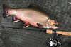 brookie12.jpg