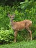 backyard buck.jpg
