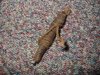 usgi 30cal rifle bore jig.JPG